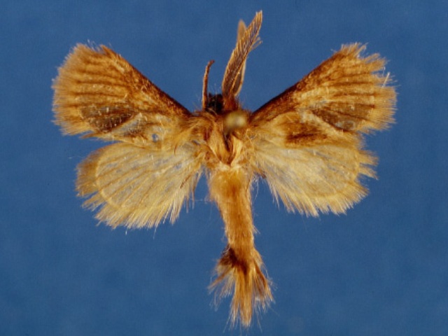 Mountelgonia urudiensis